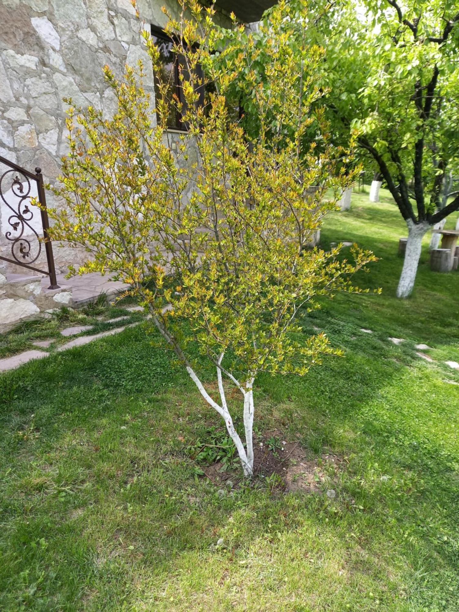 Guest House Ijevan'S Garden Exterior foto
